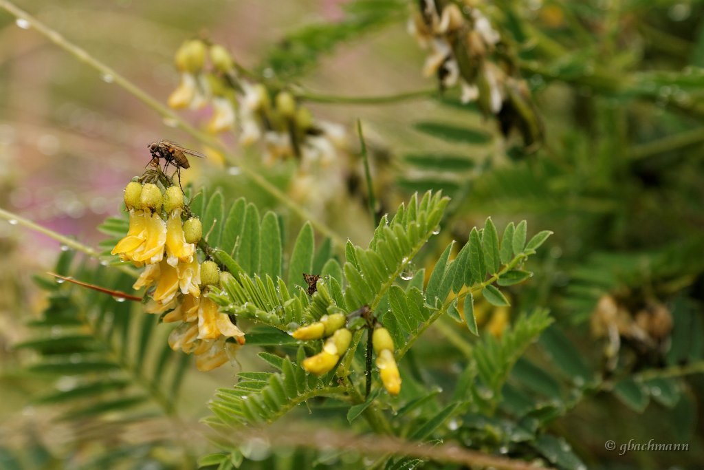 20090803_062_raw